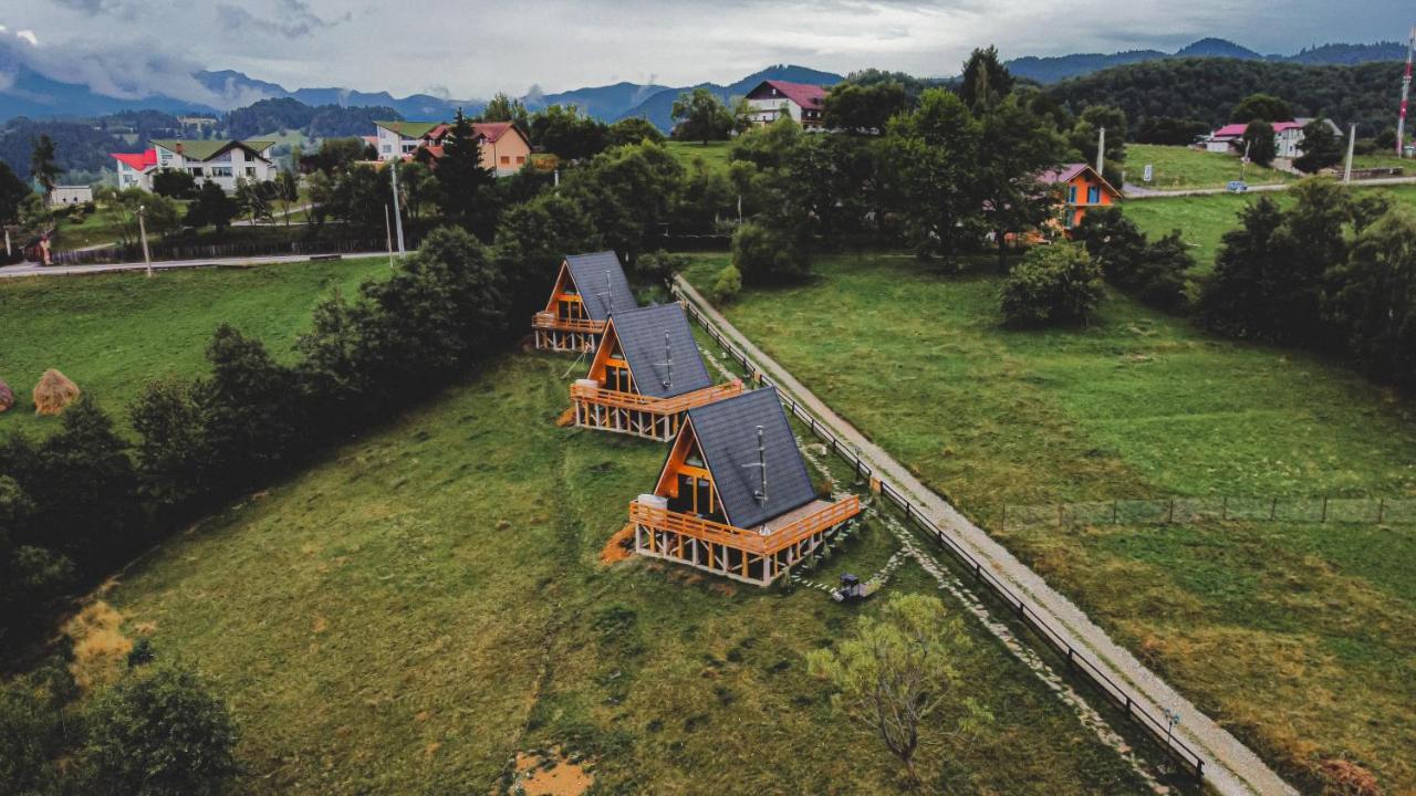 365 Braşov